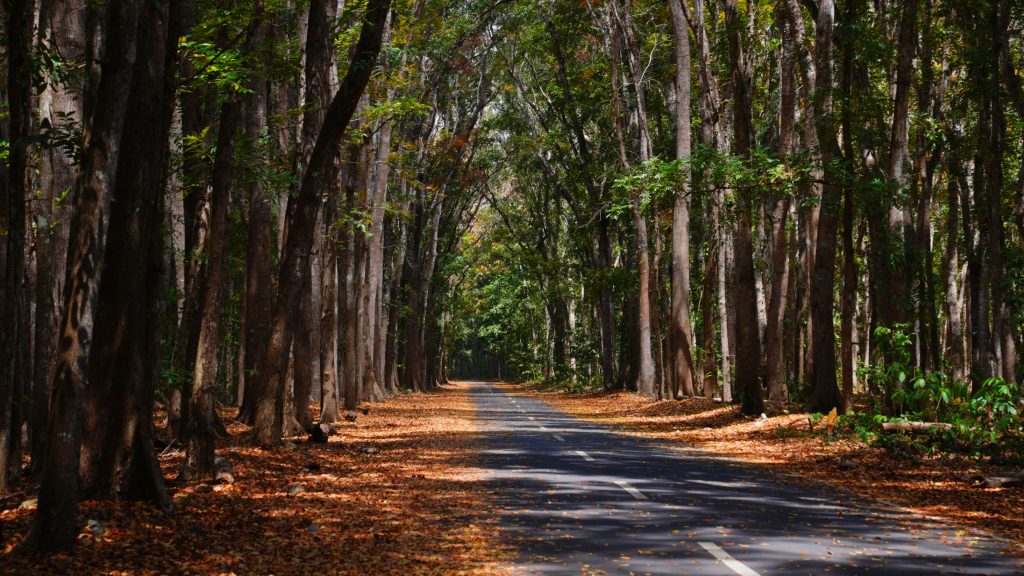 Alas Purwo-Hutan paling wingit di tlatah Jawa