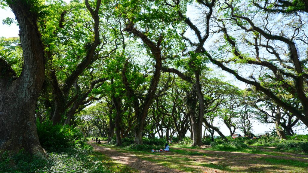 Hutan kuno Djawatan-Pagar dari segala kenangan